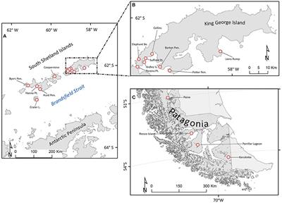 Genetic Structure and Gene Flow of Moss Sanionia uncinata (Hedw.) Loeske in Maritime Antarctica and Southern-Patagonia